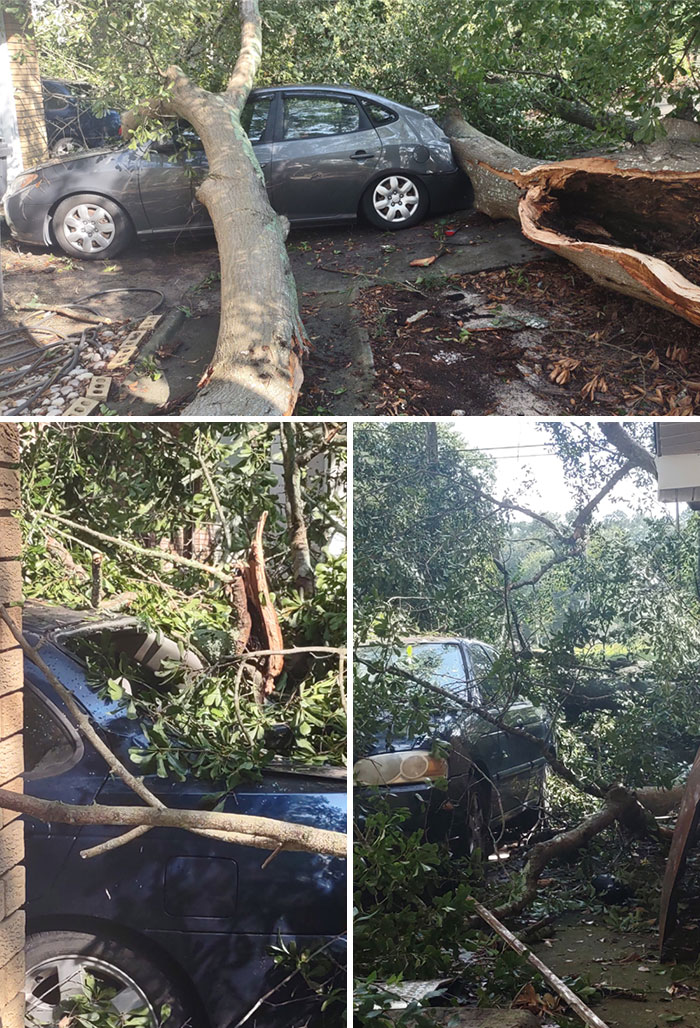 Trees Fell On Both Of My Cars Yesterday