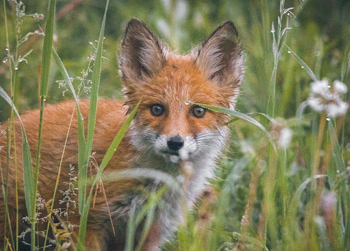 89-Year-Old Grandma Lost For Four Days In Alps Survives After Befriending Wild Fox