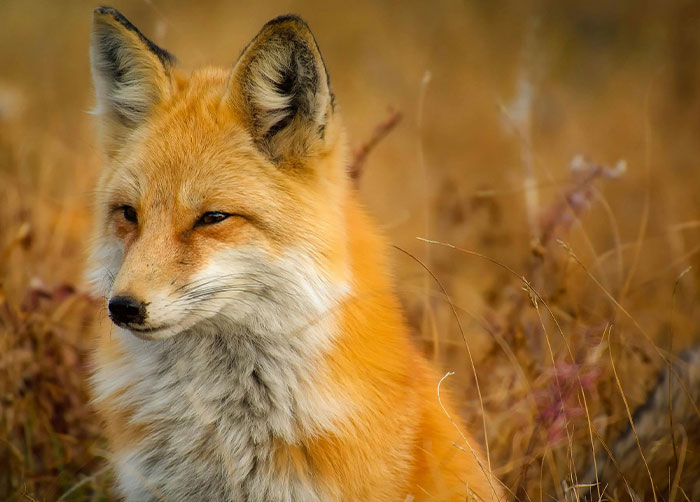 89-Year-Old Grandma Lost For Four Days In Alps Survives After Befriending Wild Fox