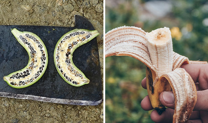 Here Are 14 Photos Of Fruits And Veggies Before And After Humans Domesticated Them