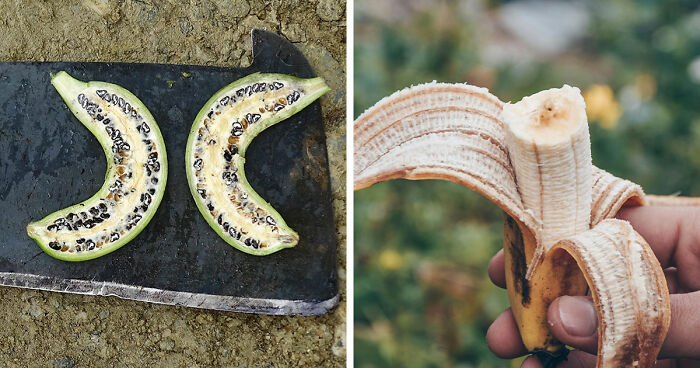 Here Are 14 Photos Of Fruits And Veggies Before And After Humans Domesticated Them