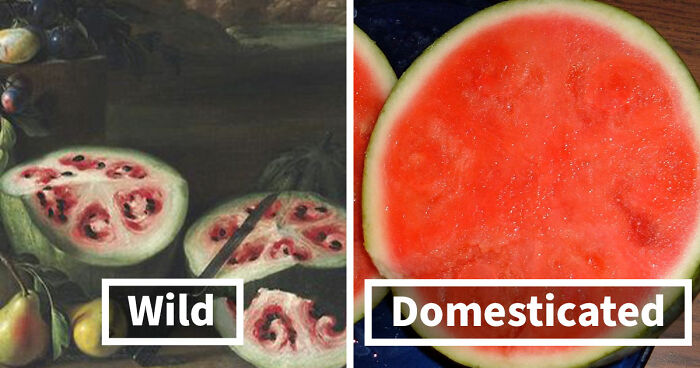 These Fruits And Vegetables Looked Very Different Before Genetic Modification (14 Examples)