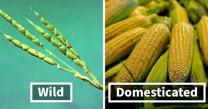 14 Fruits And Veggies That Went Through Drastic Changes After Humans Domesticated Them 