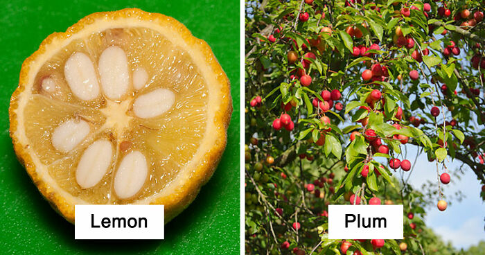 Here Are 14 Photos Of Fruits And Veggies Before And After Humans Domesticated Them