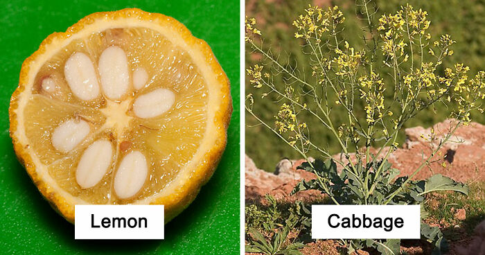 Here Are 14 Photos Of Fruits And Veggies Before And After Humans Domesticated Them