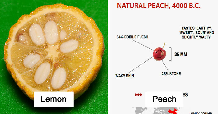 14 Fruits And Veggies That Had Major Glow-Ups After Humans Started Growing Them