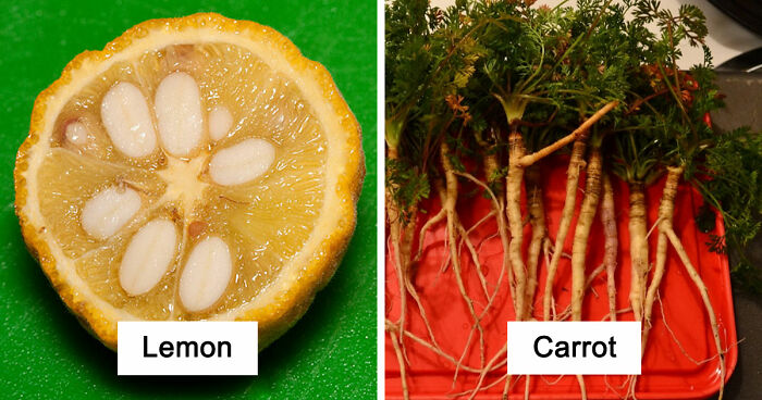 Here Are 14 Photos Of Fruits And Veggies Before And After Humans Domesticated Them