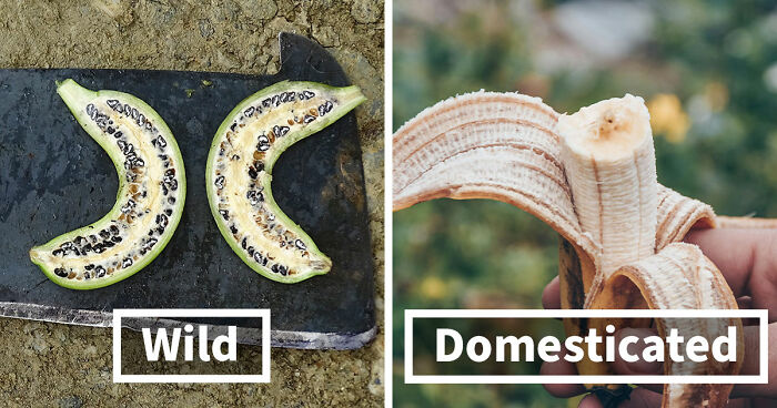 What Fruits And Vegetables Looked Like Before People Domesticated Them (14 Examples)