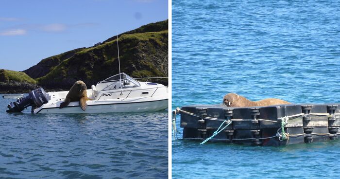 Netizens Can’t Get Enough Of This Walrus Who Was Given His Own Raft So He Would Stop Sinking Boats