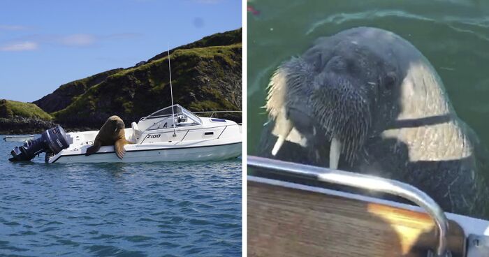 Wally The Walrus Goes On A Solo Across The Coasts Of West Europe, Sinks A Few Boats And Goes Viral