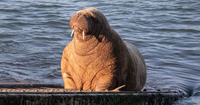 Netizens Can’t Get Enough Of This Walrus Who Was Given His Own Raft So He Would Stop Sinking Boats