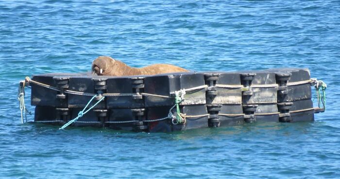 People Online Are In Love With This Walrus Who Fell Asleep On An Iceberg And Drifted Away To Ireland