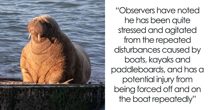 Netizens Can’t Get Enough Of This Walrus Who Was Given His Own Raft So He Would Stop Sinking Boats