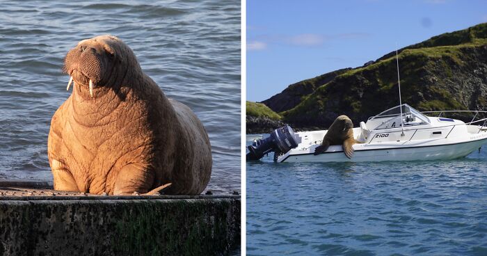 Wally The Walrus Is Gifted His Own Raft After He Sinks Multiple Boats Looking For A Place To Nap