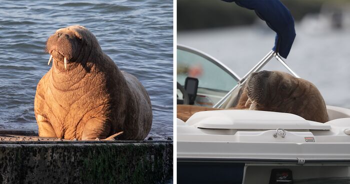 Walrus Takes A Nap In The Arctic, Wakes Up On The Shores Of Ireland, And Starts Causing Funny Mayhem