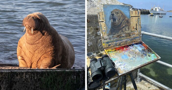 Netizens Can’t Get Enough Of This Walrus Who Was Given His Own Raft So He Would Stop Sinking Boats