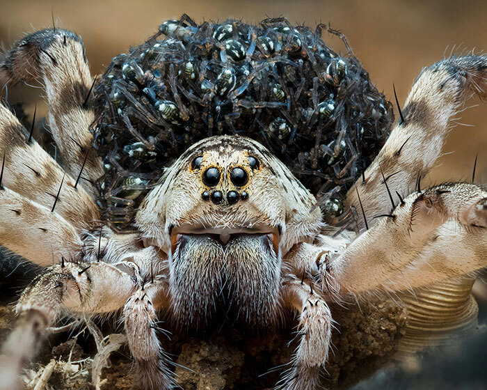 Woman Hits Massive Spider With Map—It Then Releases All Its Babies On Garage Floor