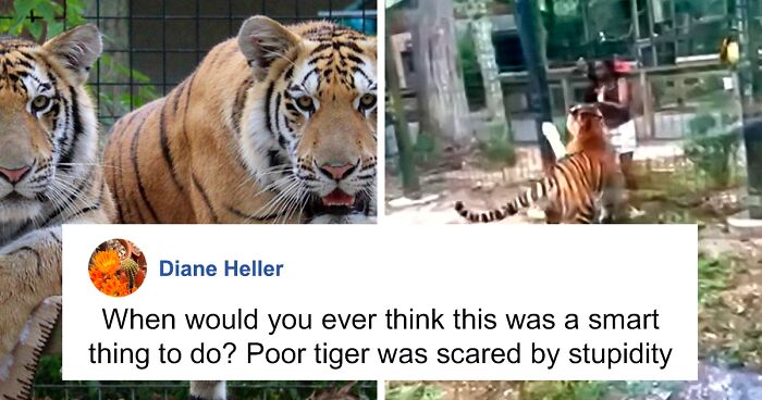 Woman Climbs Into Tiger Enclosure And Almost Gets Bitten—Now She’s Wanted By Police