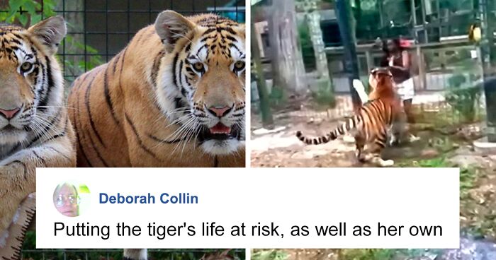 Woman Nearly Loses A Hand After Climbing Into Zoo’s Tiger Enclosure