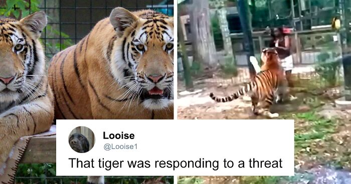 Woman Wanted By Police After Climbing Into Tiger’s Zoo Enclosure In New Jersey To Touch It