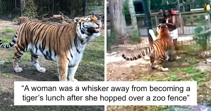 Reckless Zoo Visitor Wanted By Police After Climbing Into Tiger’s Enclosure To Touch It