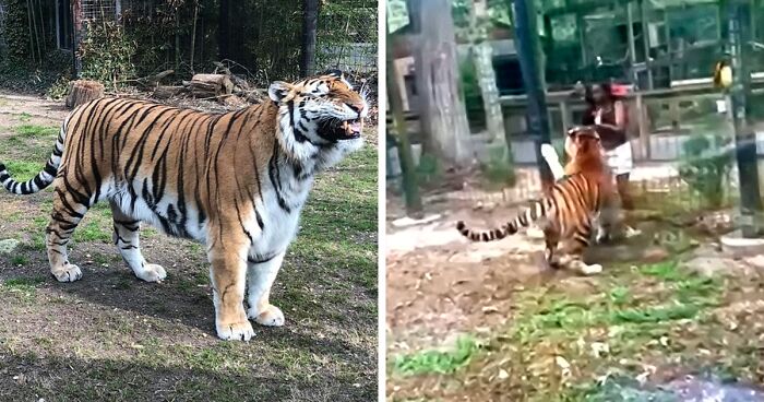 Tiger Nearly Eats Zoo Visitor After She Climbed Into Enclosure To Pet It, Police Now Involved