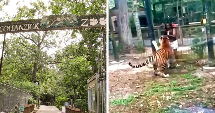 Woman Wanted By Police After Climbing Into Zoo’s Tiger Enclosure And Taunting Animal