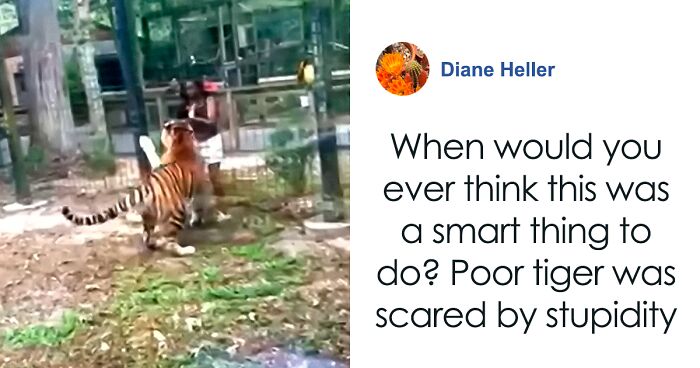 Woman Caught On “Alarming” Video Taunting Tiger After Climbing Into Its Enclosure