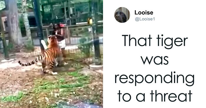 Zoo Visitor Survives Climbing Into Tiger’s Enclosure, Now Police Are Searching For Her