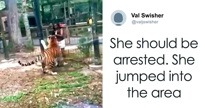 Tiger Nearly Eats Woman After She Climbed Into Enclosure, Now Police Are Searching For Her