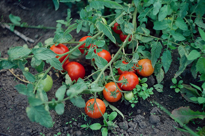 Woman Rips Out Neighbors’ Veggies From Her Own Backyard, They Demand Compensation