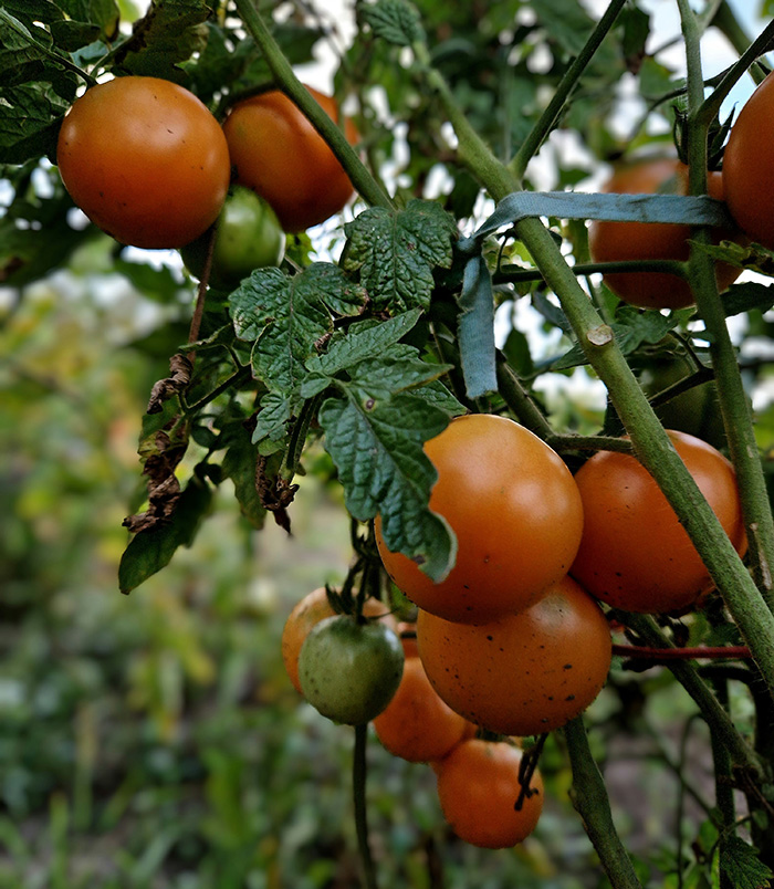 Woman Rips Out Neighbors’ Veggies From Her Own Backyard, They Demand Compensation