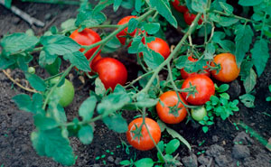 Woman Rips Out Neighbors’ Veggies From Her Own Backyard, They Demand Compensation