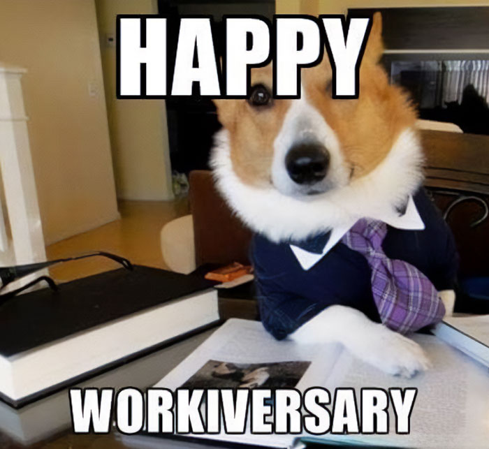 A work anniversary meme featuring a Corgi dog dressed in a business suit and tie, sitting at a desk with open books in front of it. The text at the top reads, "HAPPY," and the text at the bottom says, "WORKIVERSARY." The meme humorously celebrates a work anniversary with the playful image of a dog dressed as a professional worker.