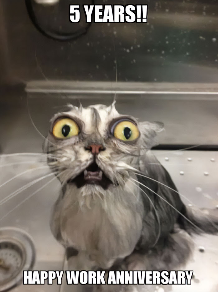 A work anniversary meme featuring a close-up of a startled and wet cat with wide, shocked eyes and an open mouth. The top text reads, "5 YEARS!!" and the bottom text says, "HAPPY WORK ANNIVERSARY." The image humorously captures the feeling of surprise and perhaps disbelief at reaching a significant work milestone.