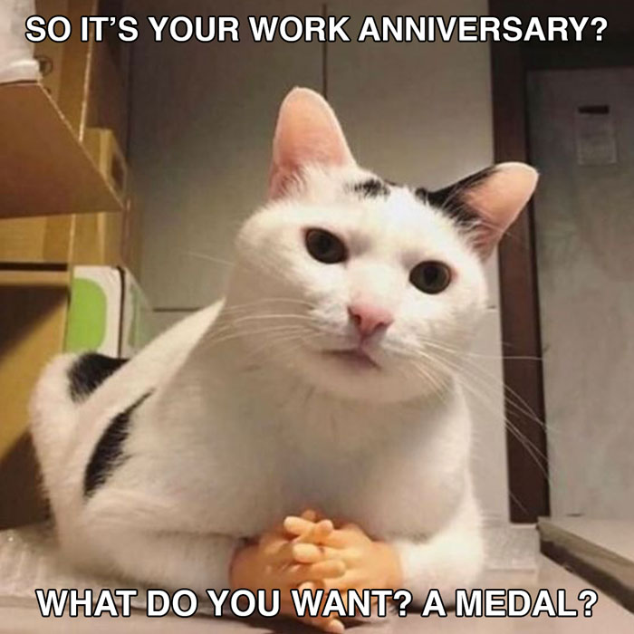 A work anniversary meme featuring a cat with a serious expression, positioned in a way that makes it look like it has human hands clasped together in front of it. The text at the top reads, "SO IT’S YOUR WORK ANNIVERSARY?" and the text at the bottom says, "WHAT DO YOU WANT? A MEDAL?" The meme humorously downplays the significance of a work anniversary with a sarcastic tone.