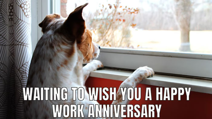  A work anniversary meme featuring an image of a dog standing on its hind legs, looking out of a window with a patient and expectant expression. The text at the bottom reads, "WAITING TO WISH YOU A HAPPY WORK ANNIVERSARY." The meme humorously conveys the eagerness to celebrate a colleague's work anniversary, using the dog's posture to suggest anticipation and loyalty.