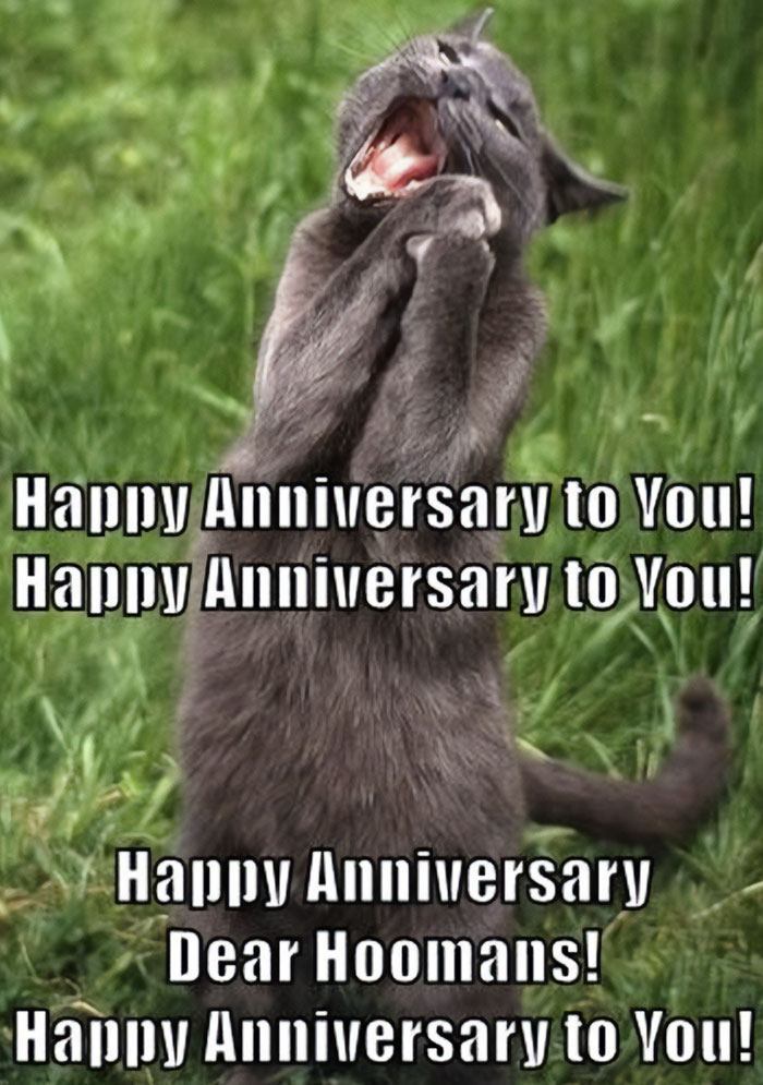 A work anniversary meme featuring a cat standing on its hind legs with its front paws together, as if singing or cheering with enthusiasm. The text is split into four lines, mimicking the tune of "Happy Birthday": "Happy Anniversary to You! Happy Anniversary to You! Happy Anniversary Dear Hoomans! Happy Anniversary to You!" The meme humorously celebrates a work anniversary by playfully having the cat "sing" to the human, referring to them as "Hoomans."