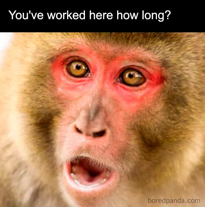 A Work Anniversary meme featuring a close-up of a surprised monkey with red skin around its eyes, mouth open in shock. The text above the image reads, "You've worked here how long?" The meme humorously captures the shock or disbelief someone might feel upon learning how long someone has been with a company.