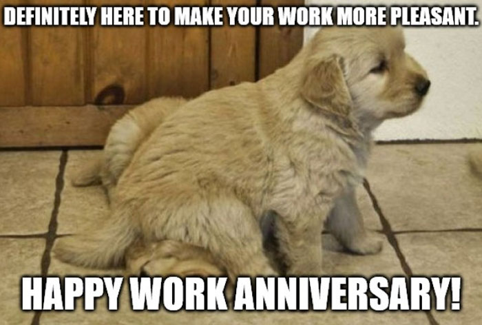 A Work Anniversary meme featuring a fluffy golden retriever puppy sitting on the floor, looking sleepy. The text above the image reads, "Definitely here to make your work more pleasant." Below the image, it says, "Happy Work Anniversary!" The meme uses the adorable image of the puppy to humorously celebrate a work anniversary, implying that the presence of something cute can make work more enjoyable.