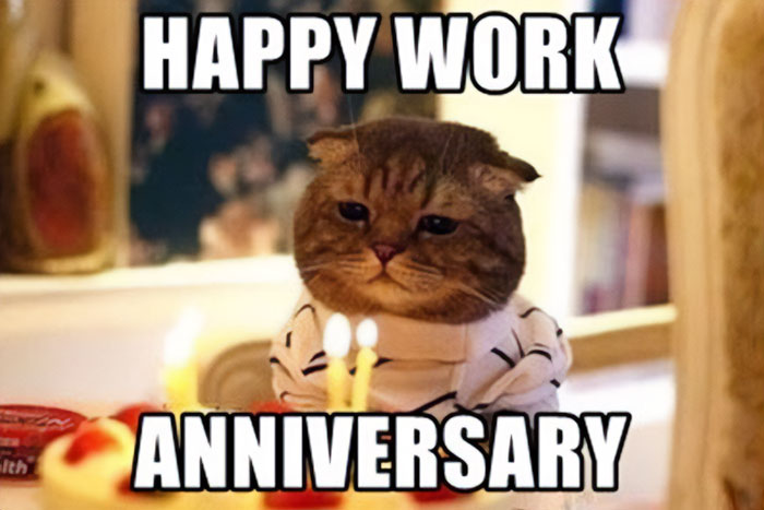  A work anniversary meme featuring a grumpy-looking cat dressed in a striped shirt sitting in front of a small cake with lit candles. The text above the image reads, "HAPPY WORK ANNIVERSARY," humorously juxtaposing the celebratory message with the cat's unenthusiastic expression, reflecting a lack of excitement about the occasion.