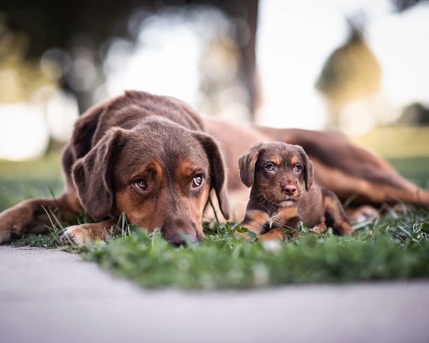 21 Heartwarming Photo Edits Bring Pets And Their Younger Versions Together, Made By This Artist (New Pics)