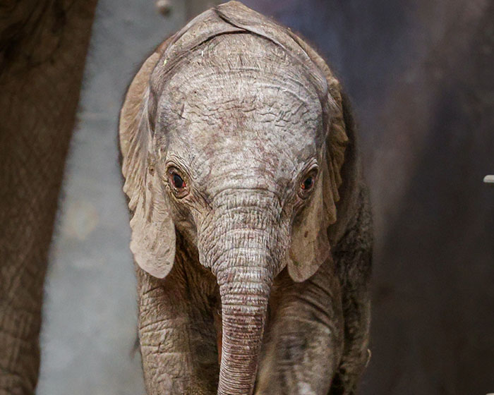 People Online Are Overtaken By The Cuteness Of These 2 Newborn Elephants At Fresno Zoo