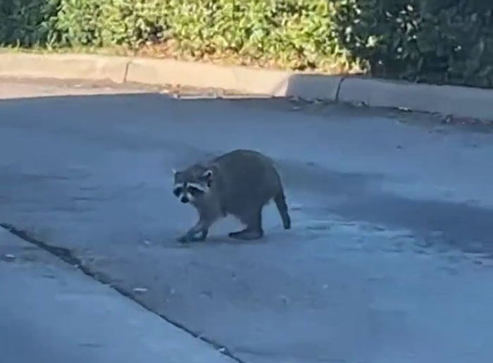 Polite Raccoon Goes Viral When People Are Overtaken By A Video Of Him Receiving His Daily Donut