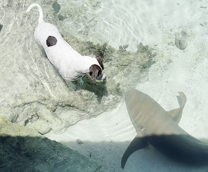 People Online Can’t Get Enough Of This Little Dog And Wild Nurse Shark Friendship