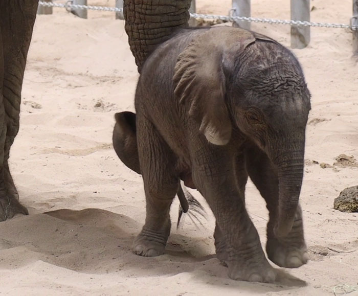 People Online Are Overtaken By The Cuteness Of These 2 Newborn Elephants At Fresno Zoo