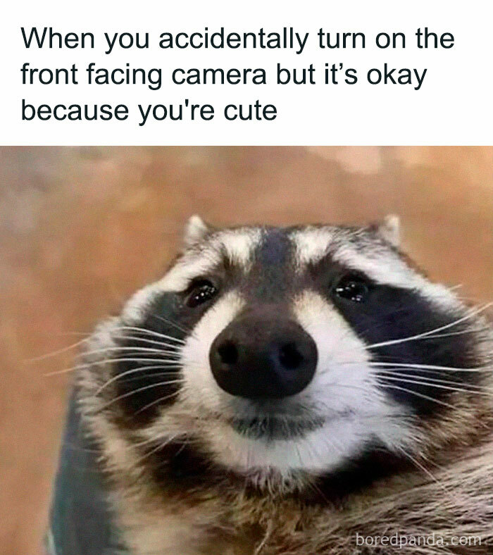 Adorable-Raccoon-Memes