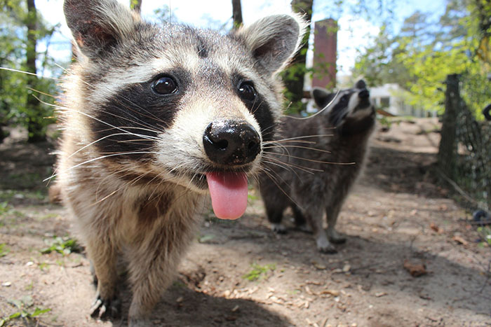 Polite Raccoon Goes Viral When People Are Overtaken By A Video Of Him Receiving His Daily Donut