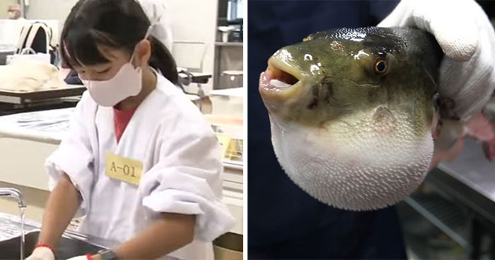 10-Year-Old Becomes Youngest To Pass Fugu Certification Test Amidst High Failure Rate