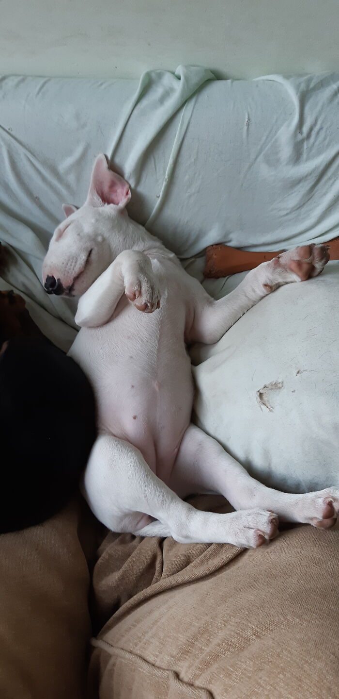 Pearl The Minature English Bull Terrier